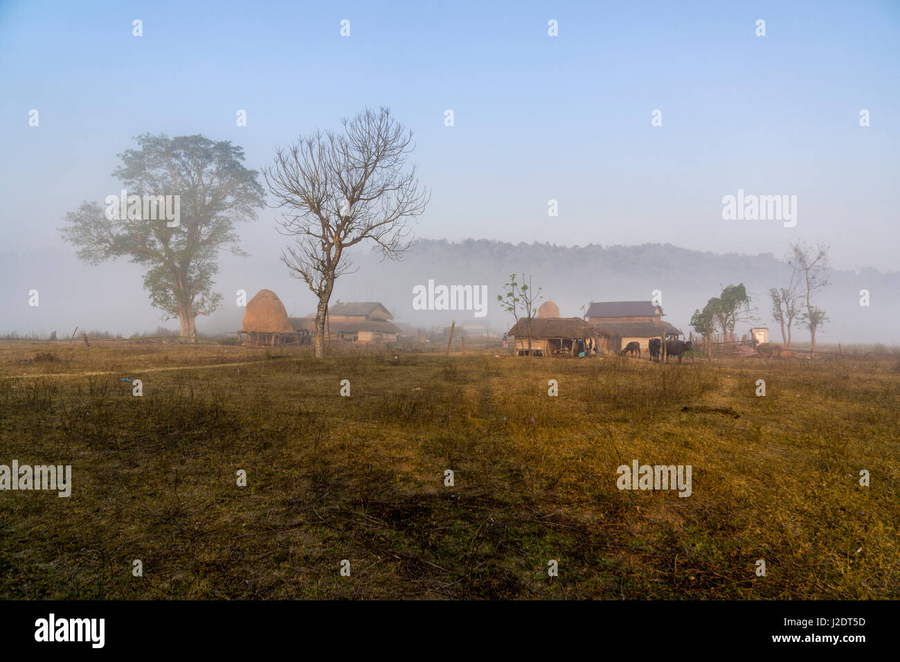 Nebbia sul prato con alberi e case coloniche del villaggio pandavnagar in Chitwan il parco nazionale dopo l'alba Foto Stock