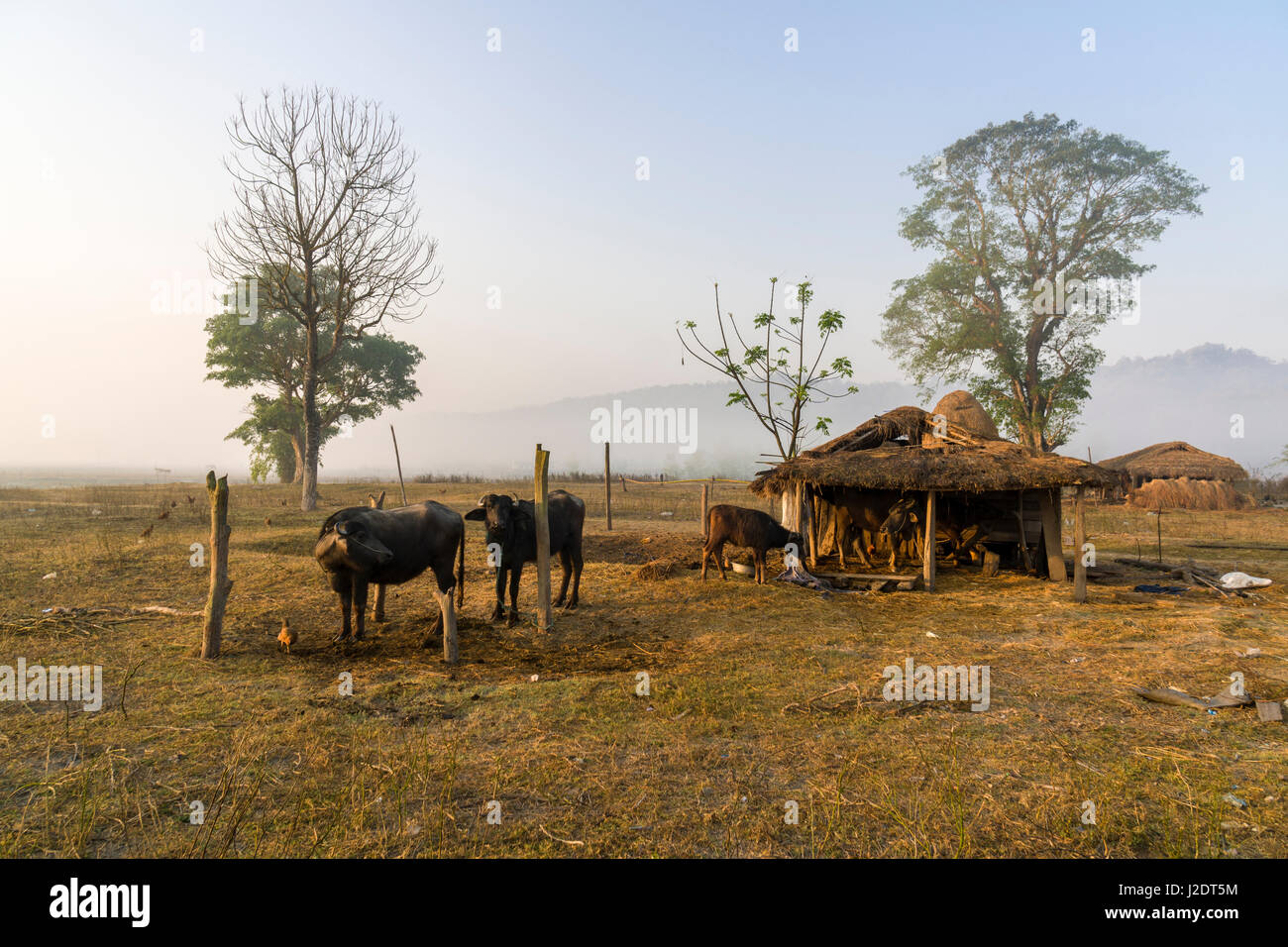 Il paesaggio agricolo con bufali e un rifugio vicino al villaggio pandavnagar in Chitwan il parco nazionale Foto Stock