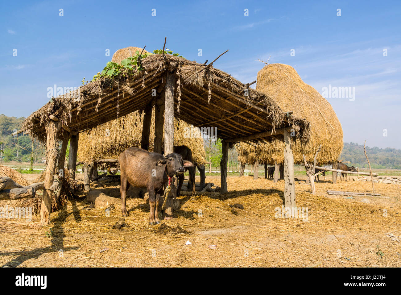 Il paesaggio agricolo con bufali e un rifugio vicino al villaggio pandavnagar in Chitwan il parco nazionale Foto Stock