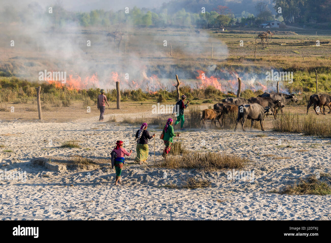 Un gruppo di persone locali dal villaggio pandavnagar sono incendiate infestante in Chitwan il parco nazionale Foto Stock