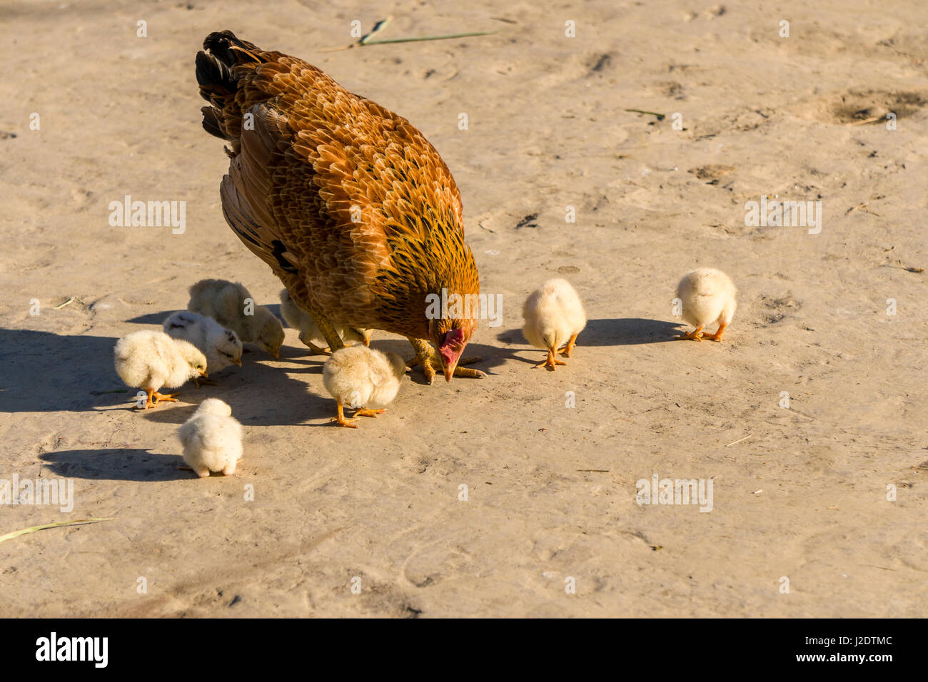 Una gallina e qualche piccolo giallo pulcini sono grani di prelievo nel villaggio pandavnagar in Chitwan il parco nazionale Foto Stock