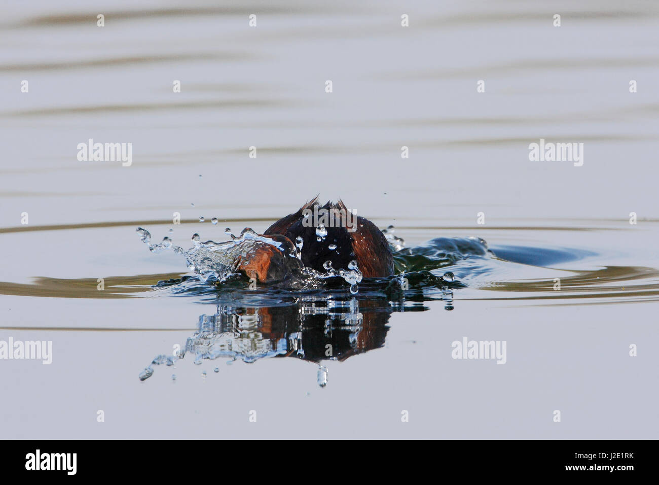 Nero-svasso collo (Podiceps nigricollis) immersioni in acqua i Paesi Bassi Foto Stock
