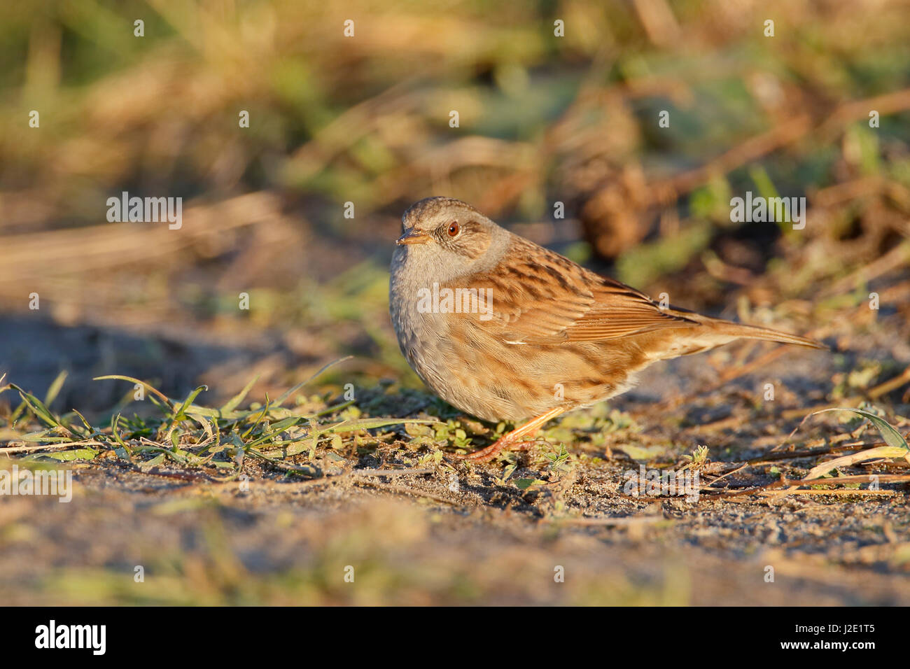 Dunnock (Prunella modularis) alimentazione sul terreno, Paesi Bassi Foto Stock