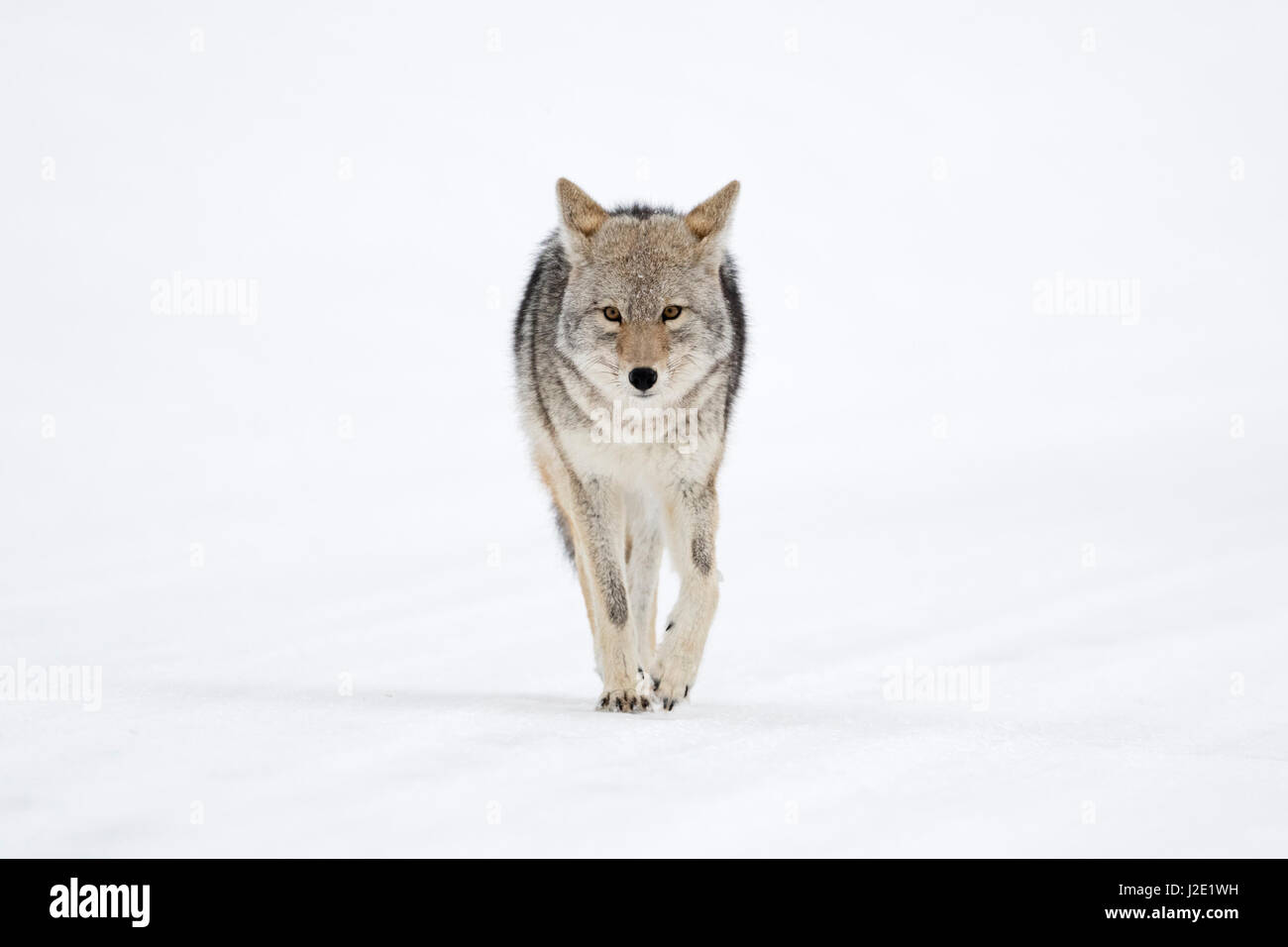 Coyote / Kojote ( Canis latrans ) in inverno direttamente a piedi verso il fotografo, mantenendo il contatto visivo, Scatto frontale, Yellowstone NP, Wyoming US Foto Stock