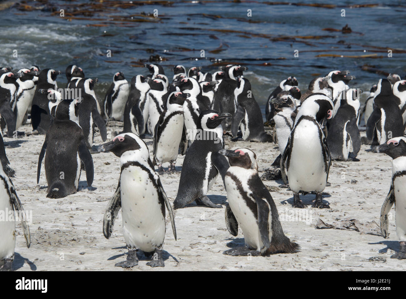 Africa colonia di pinguini Stoney Point Riserva Naturale Bettys Bay Overberg Western Cape Sud Africa Foto Stock