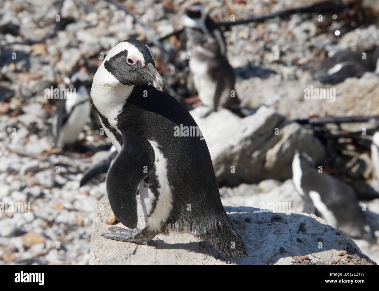 Pinguino africano Stoney Point Riserva Naturale Bettys Bay Overberg Western Cape Sud Africa Foto Stock
