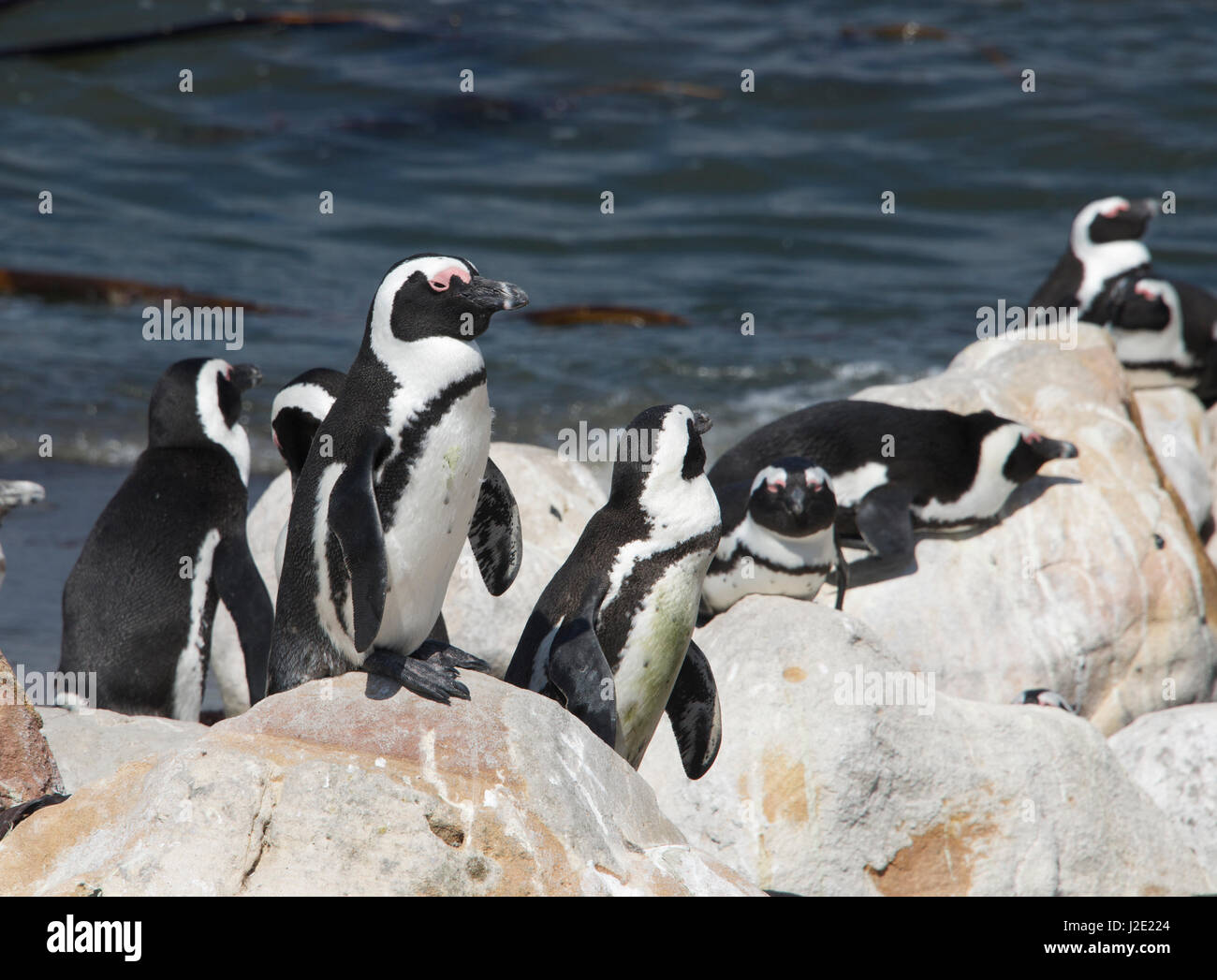 I Penguins africani Stoney Point Riserva Naturale Bettys Bay Overberg Western Cape Sud Africa Foto Stock