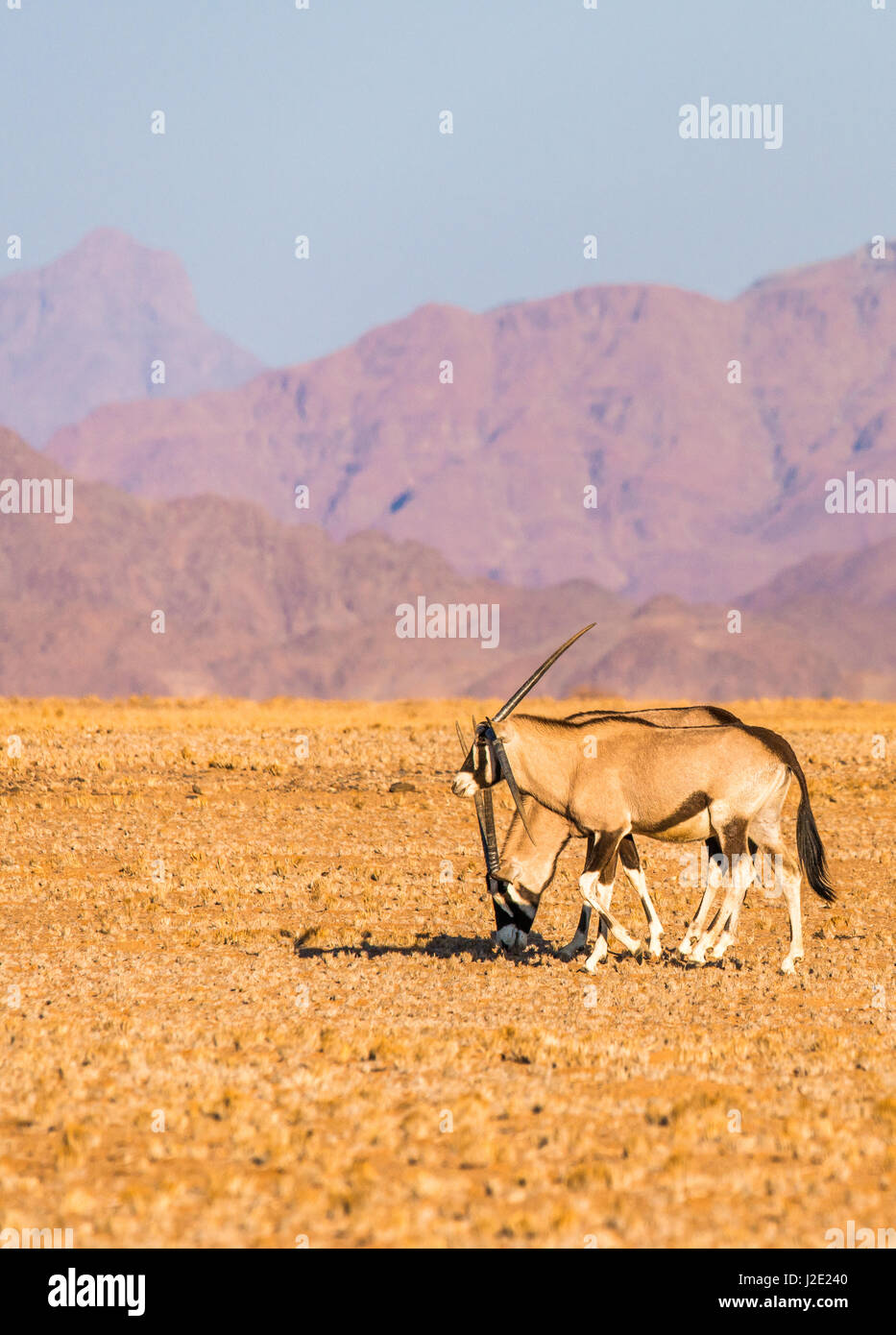 Coppia di oryx namibiano sostare vicino al calore del giorno nel Deserto Namibiano, con delle montagne del deserto in background Foto Stock