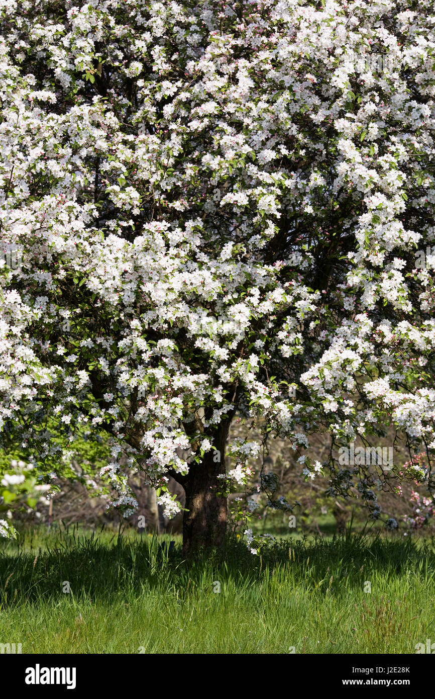 Malus pumila 'Dartmouth' fiore in primavera. Foto Stock