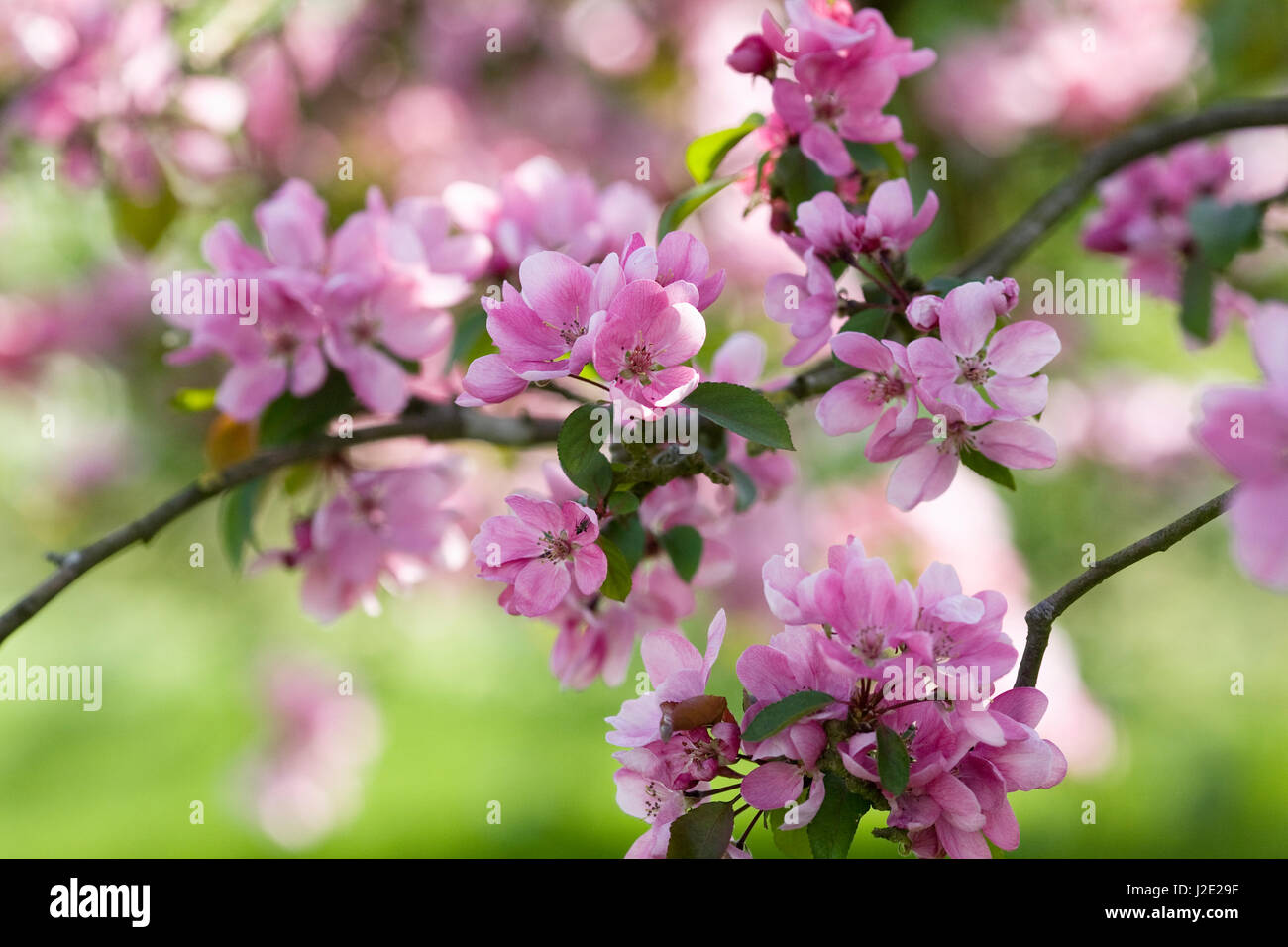 Malus x robusta Persicifolia fiorisce in primavera. Foto Stock