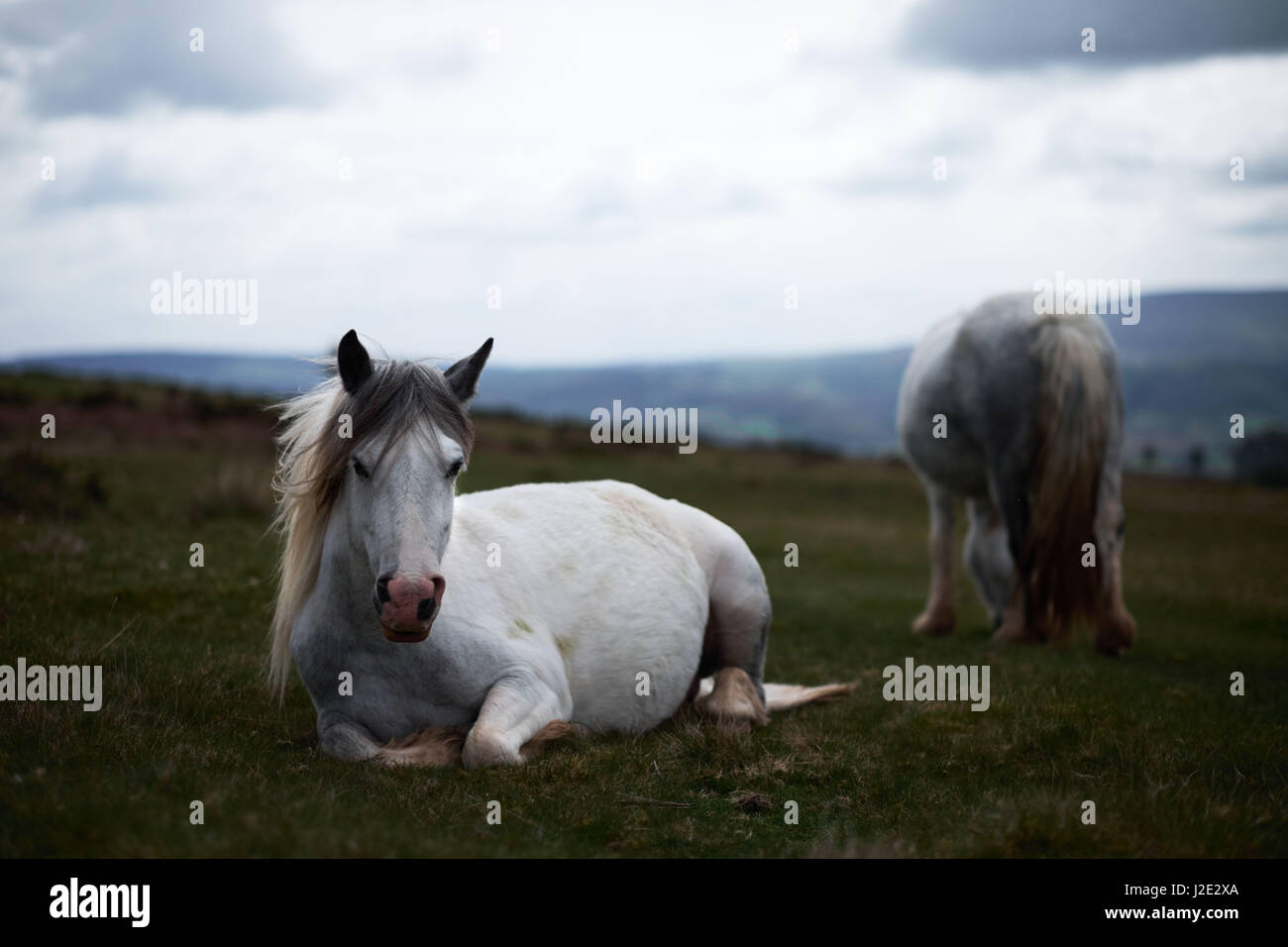 Wild montagna bianca cavalli sdraiato, giorno nuvoloso, Parco Nazionale di Brecon Beacons, Wale Foto Stock
