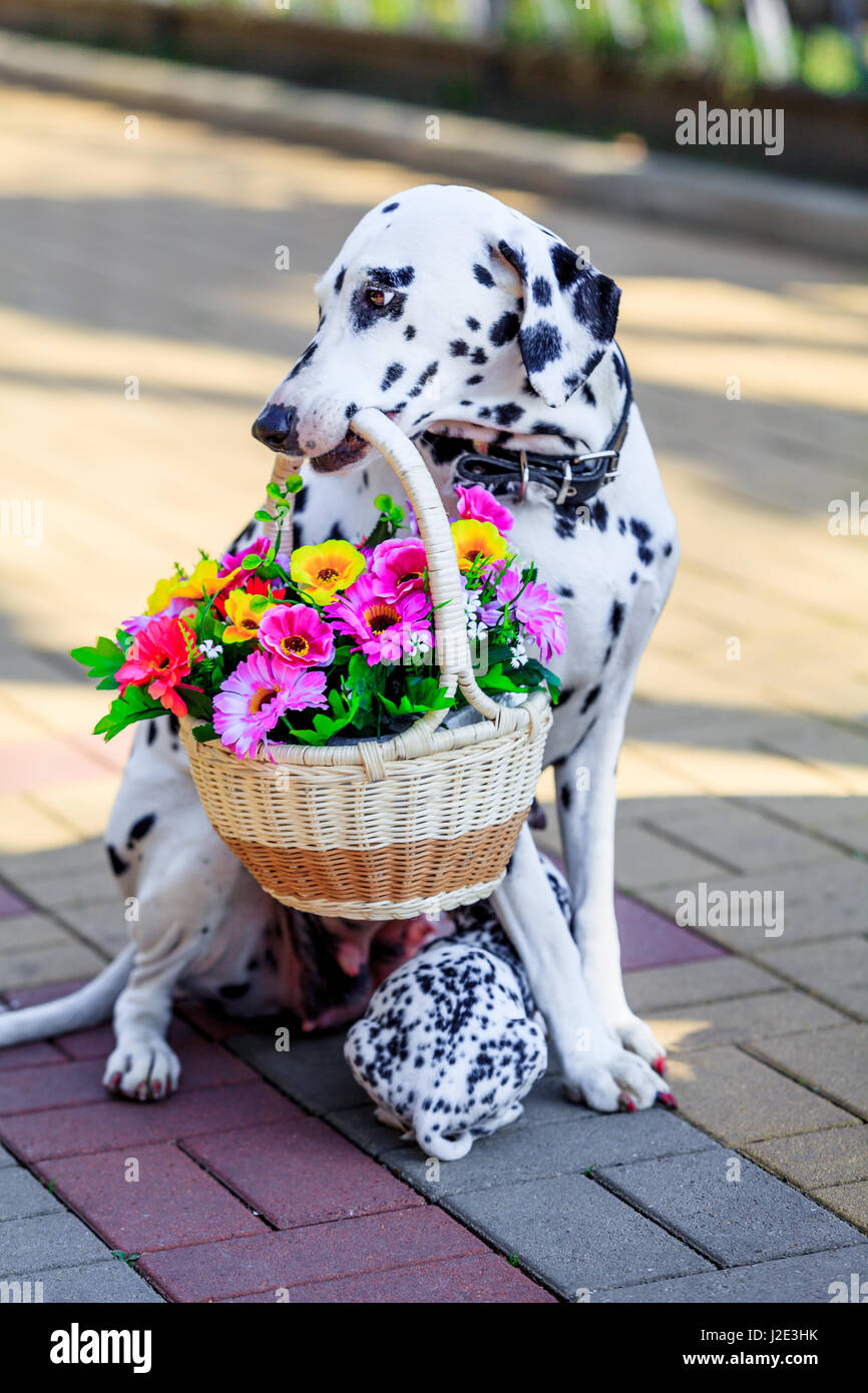 Cane dalmata. cane tenendo un fiore in bocca Foto stock - Alamy