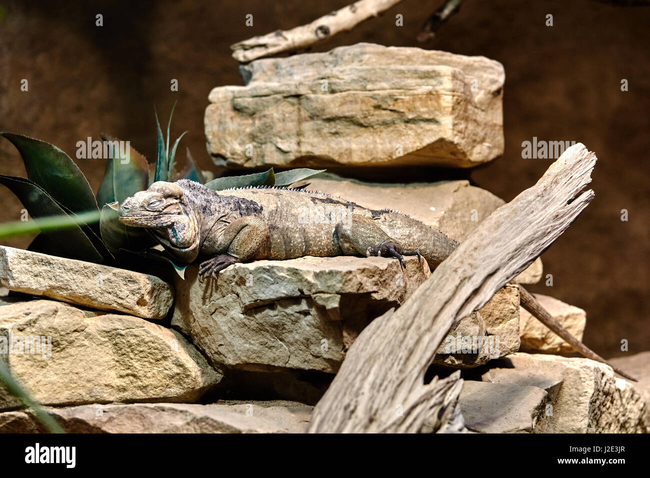 Golia draghi. Rhinoceros iguana. Lizard rettile iguana Foto Stock