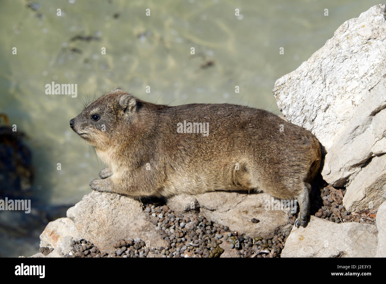 Rock Hyrax o Dassie Stoney Point Riserva Naturale Bettys Bay Overberg Western Cape Sud Africa Foto Stock