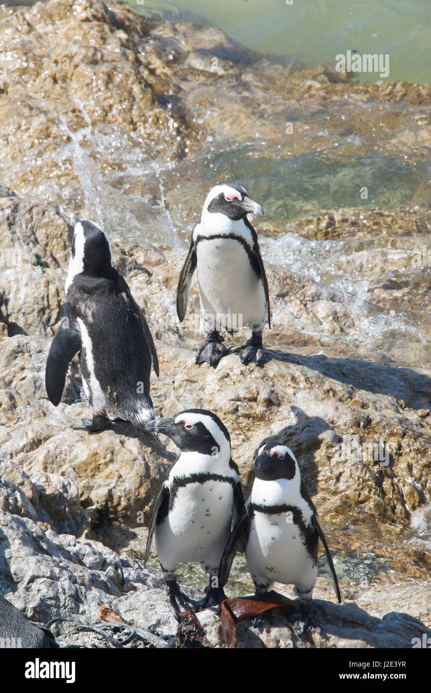 I Penguins africani Stoney Point Riserva Naturale Bettys Bay Overberg Western Cape Sud Africa Foto Stock