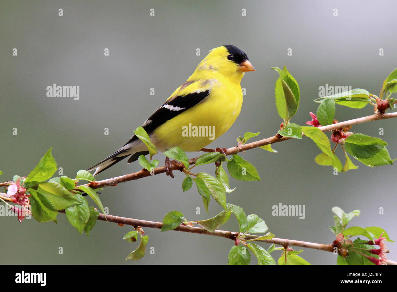 Un giallo brillante americano maschio cardellino Carduelis tristis appollaiate su rami fioriti in primavera. Foto Stock