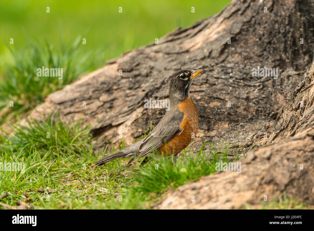 American Robin rovistando in area erbosa. Foto Stock