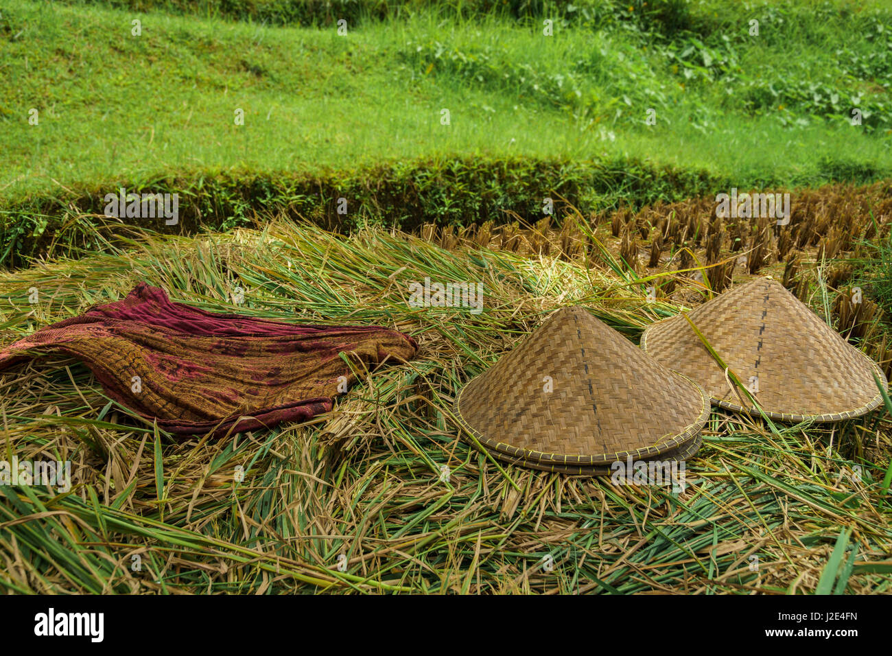 La forma conica cappelli consentono di schermare gli agricoltori dal calore del giorno durante il raccolto di riso, a Bali (Indonesia) Foto Stock