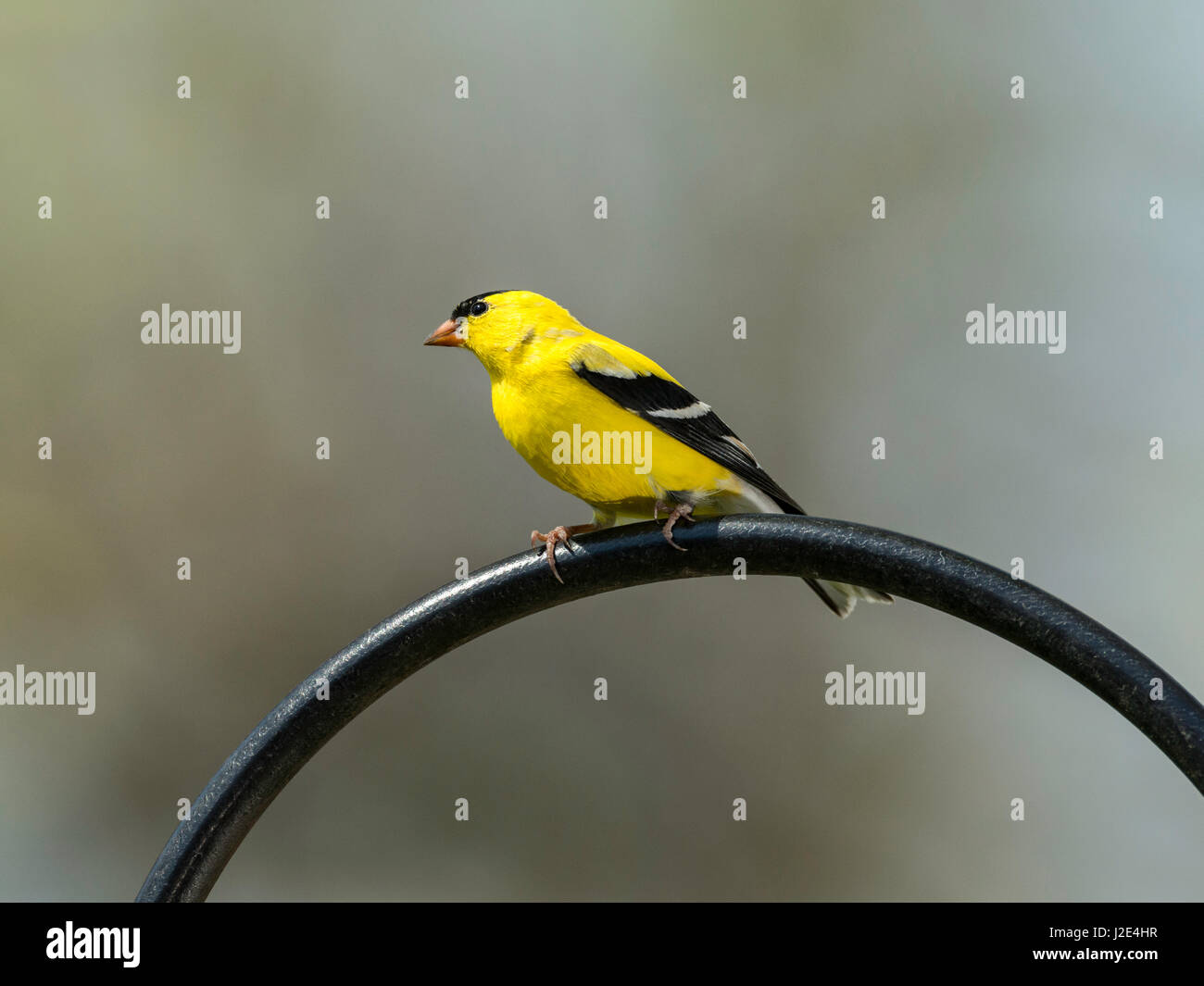 Maschio Cardellino americano in estate piumaggio. Foto Stock
