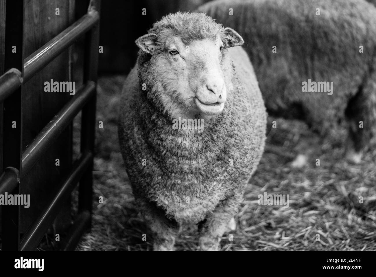 Pecore in una fattoria salvataggio animale Foto Stock