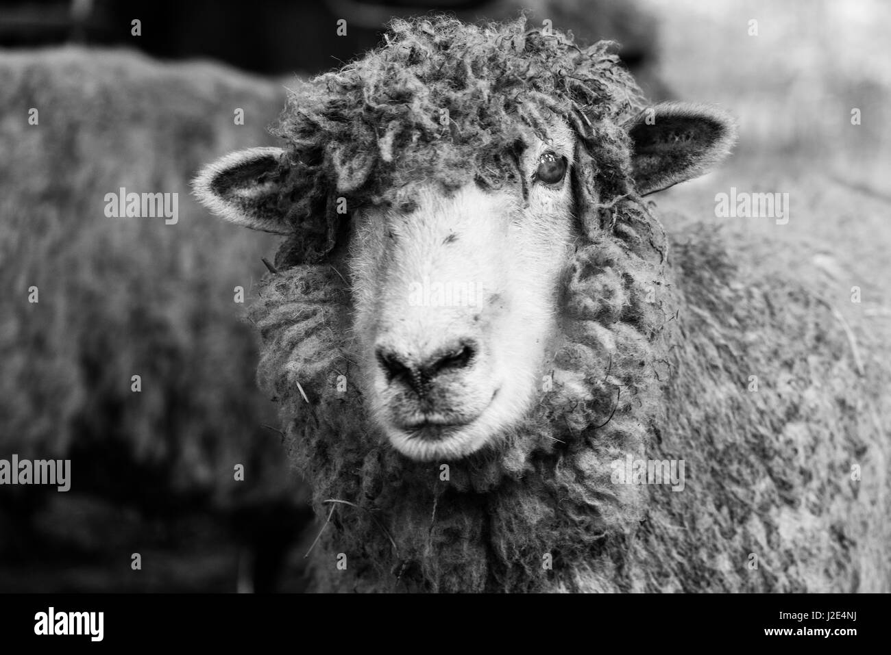 Pecore in una fattoria salvataggio animale Foto Stock