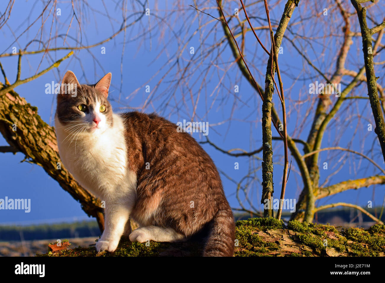 Gatto seduto su un ramo di albero. Foto Stock