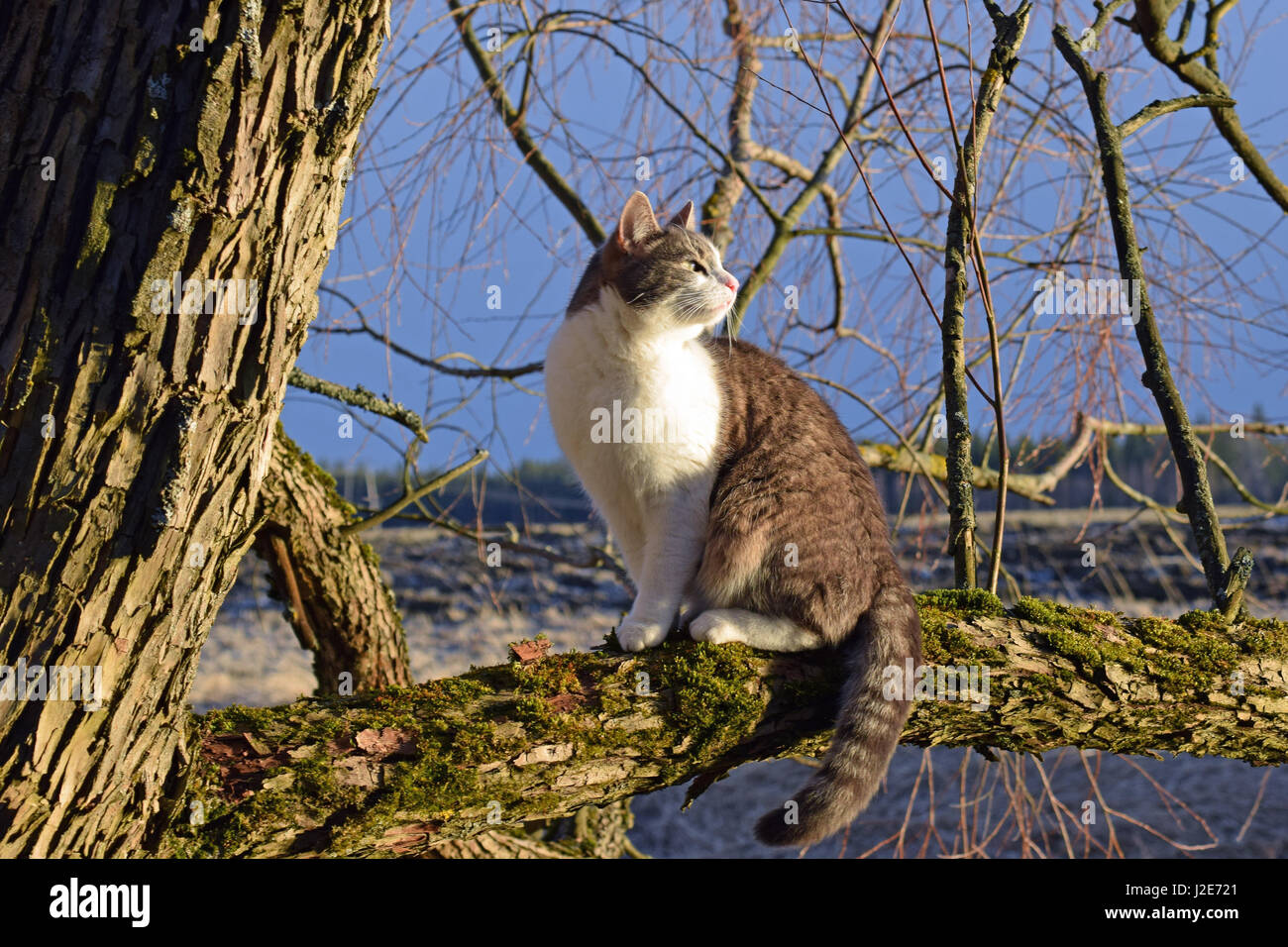 Gatto seduto su un mossy ramo di albero e godendo la luce del sole appena prima del tramonto. Foto Stock