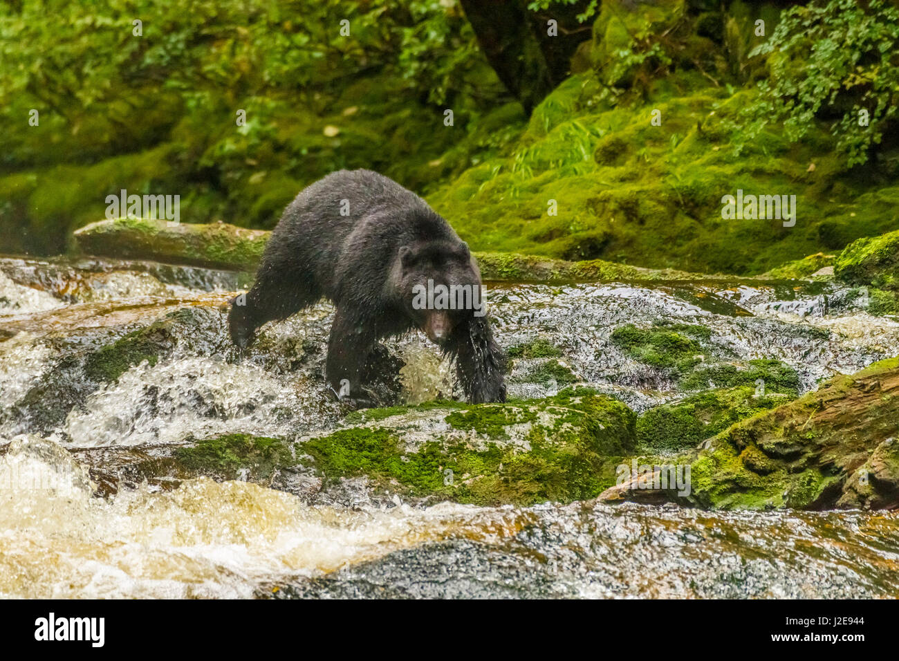 Canada, British Columbia, all'interno del passaggio. Orso nero sulla pesca Qua Creek. Credito come: Cathy e Gordon Illg Jaynes / Galleria / DanitaDelimont.com Foto Stock