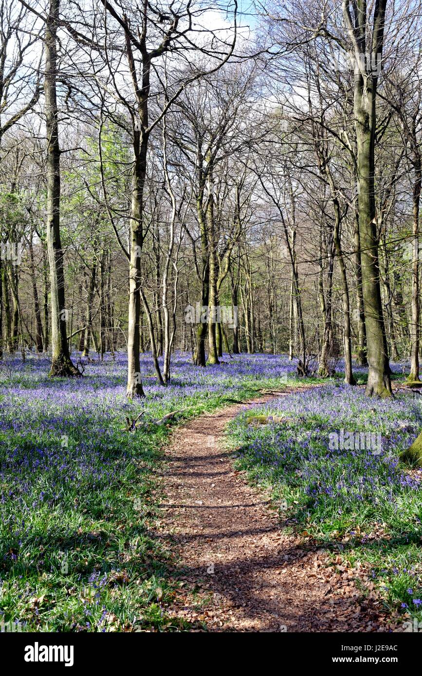 Bluebell boschi sulla North Downs vicino a Dorking Surrey UK Foto Stock