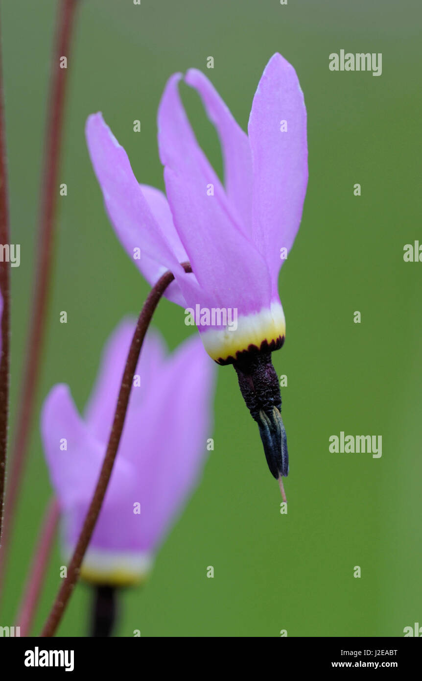 Canada, British Columbia, l'isola di Vancouver. Shooting Star (Dodecatheon pulchellum), Cowichan Garry Oak preservare Foto Stock