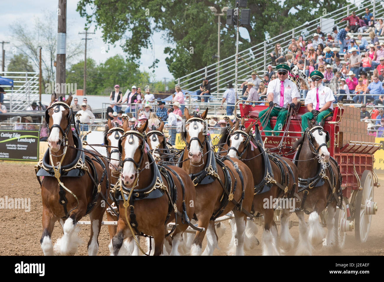 Red Bluff rodeo Roundup 2017 Foto Stock