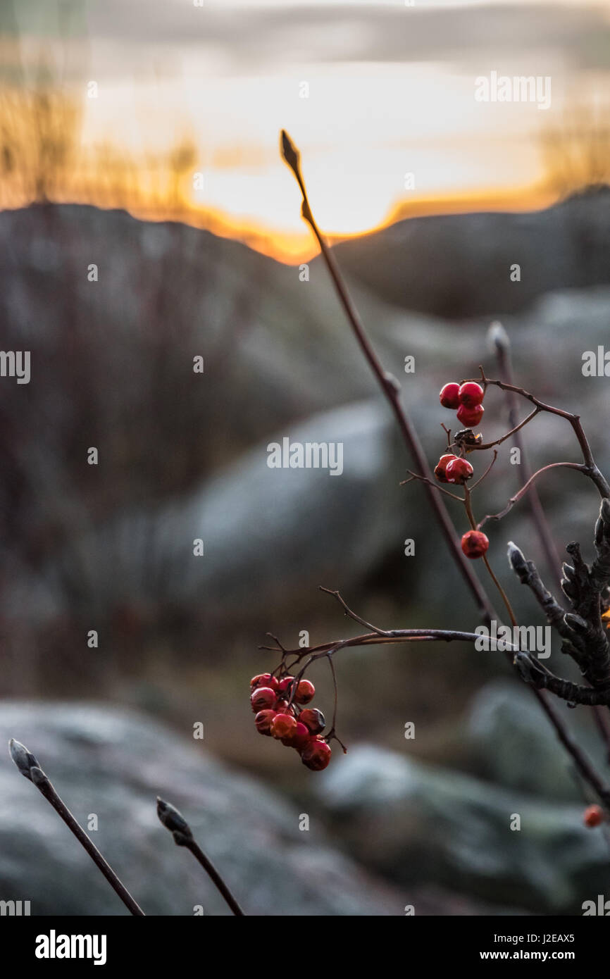 Bacche rosse di fronte a uno scenario di tramonto arancione con grandi rocce sfocato Foto Stock