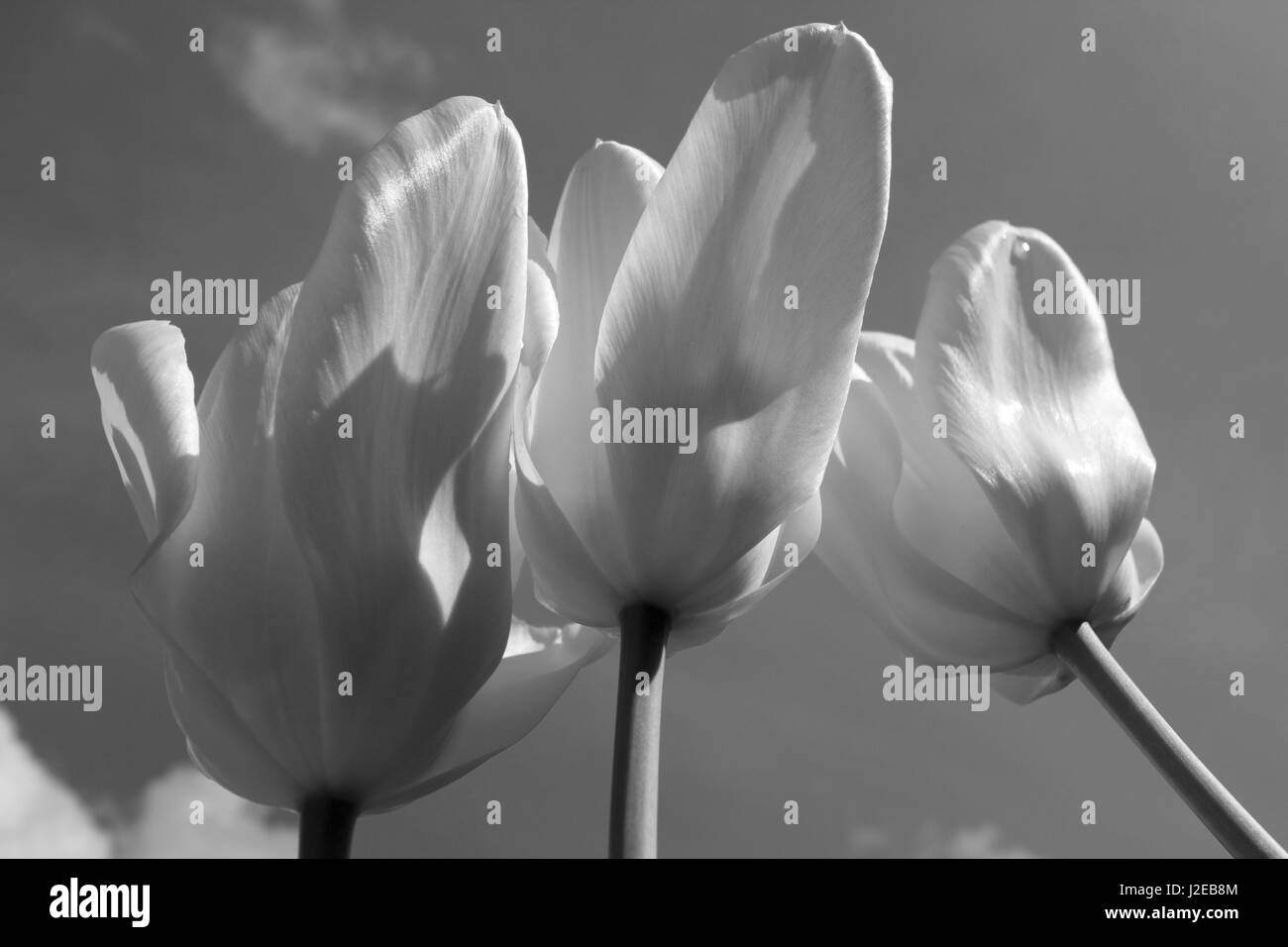 Tulipani gialli Tulip bellona contro il cielo blu Foto Stock