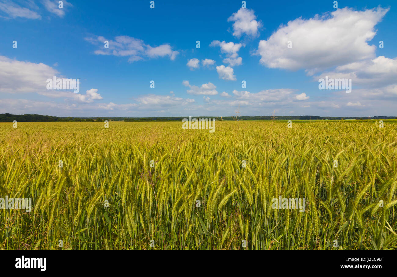 Campo di mais a inizio estate Foto Stock