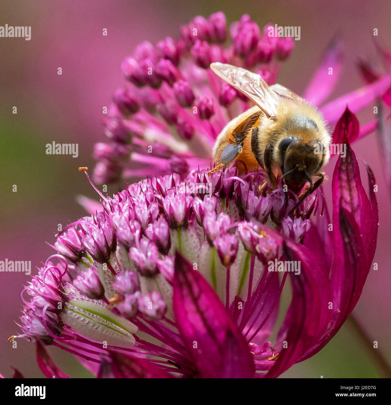 Honeybee su Astrancia Foto Stock