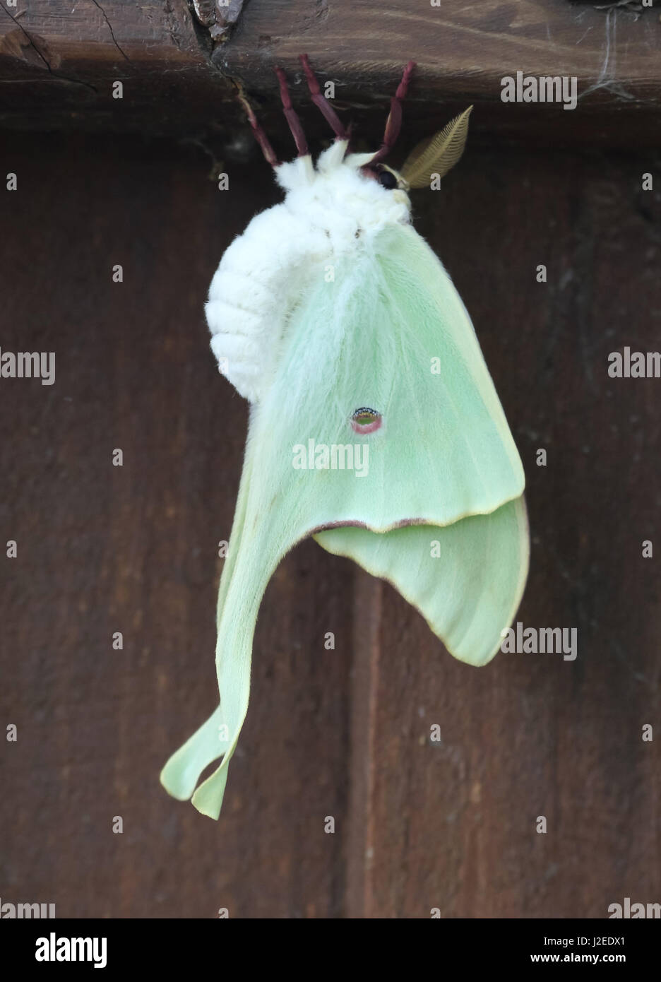 Falena verde Butterfly Foto Stock