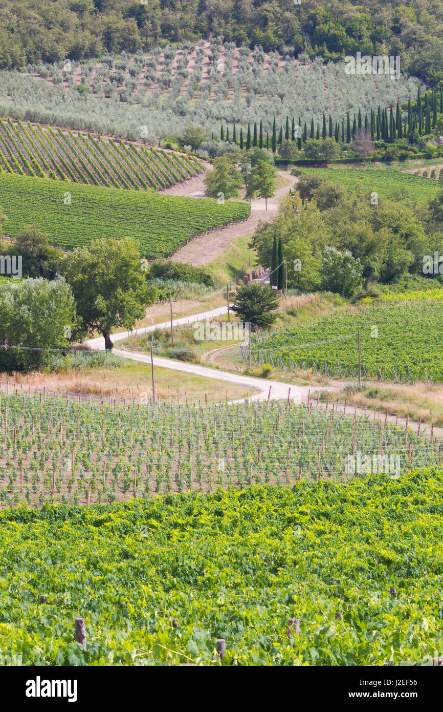 L'Italia, Radda. Colle Bereto Cantina vigneti e oliveti. Credito come: Gilles Delisle Jaynes / Galleria / DanitaDelimont.com Foto Stock