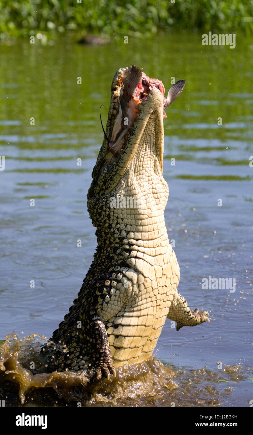 Il coccodrillo cubano salta fuori dall'acqua. Una fotografia rara. Cuba. Angolo insolito. Foto Stock