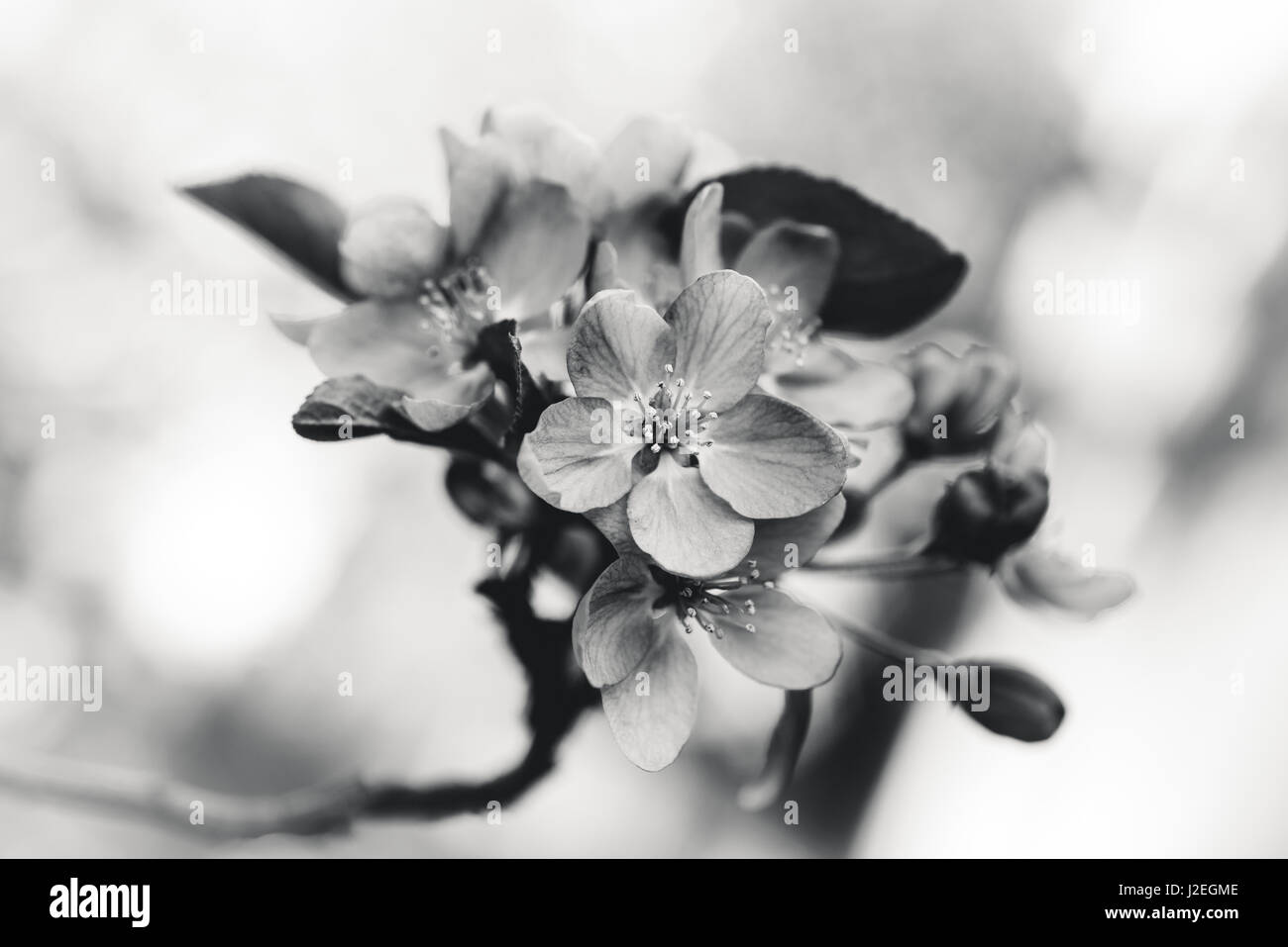 Immagine in bianco e nero di fiori in fiore. Foto Stock