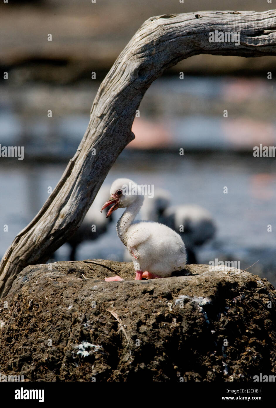 Poco chick Caribbean flamingo. CUBA. Foto Stock