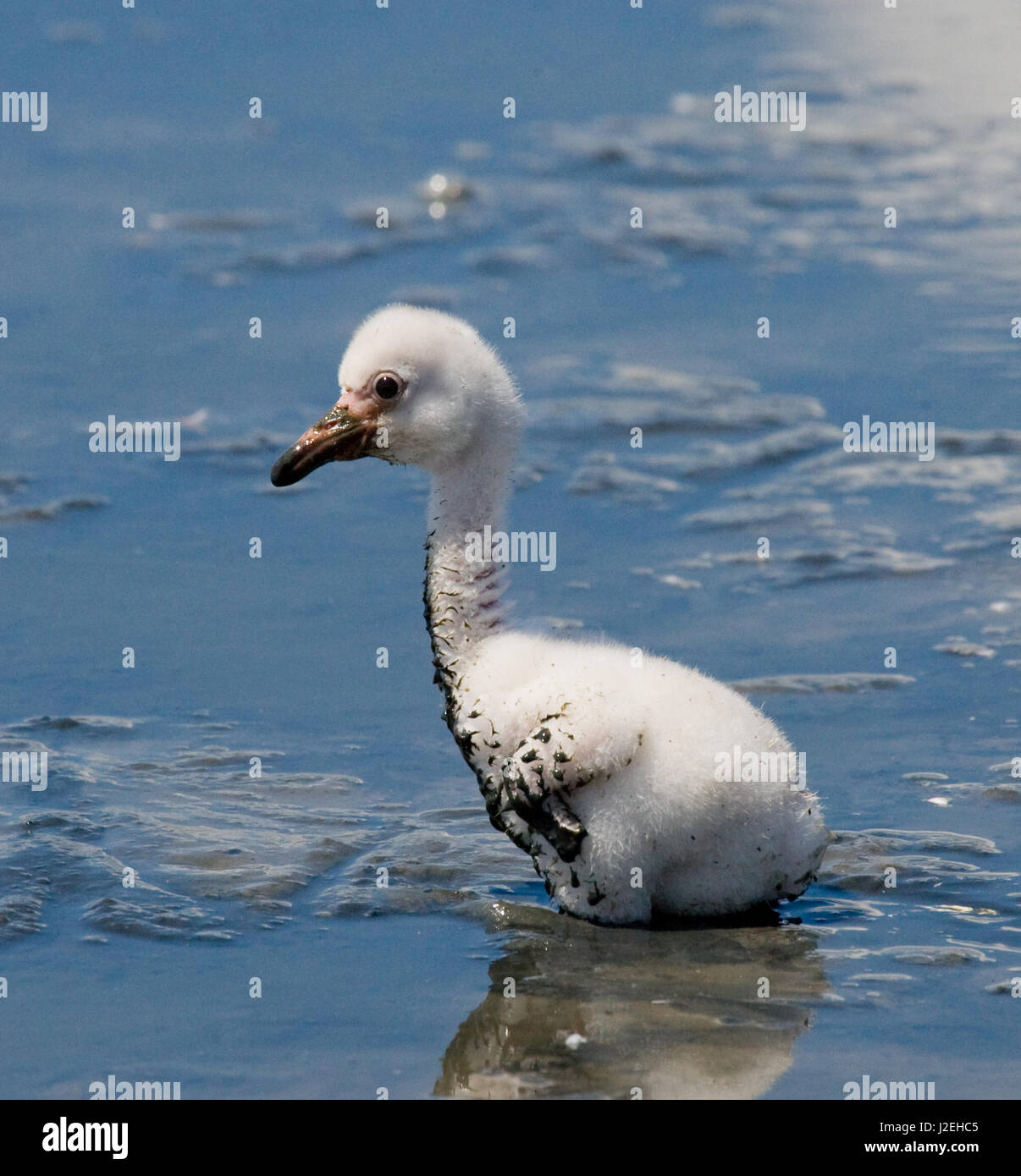 Poco chick Caribbean flamingo. CUBA. Foto Stock