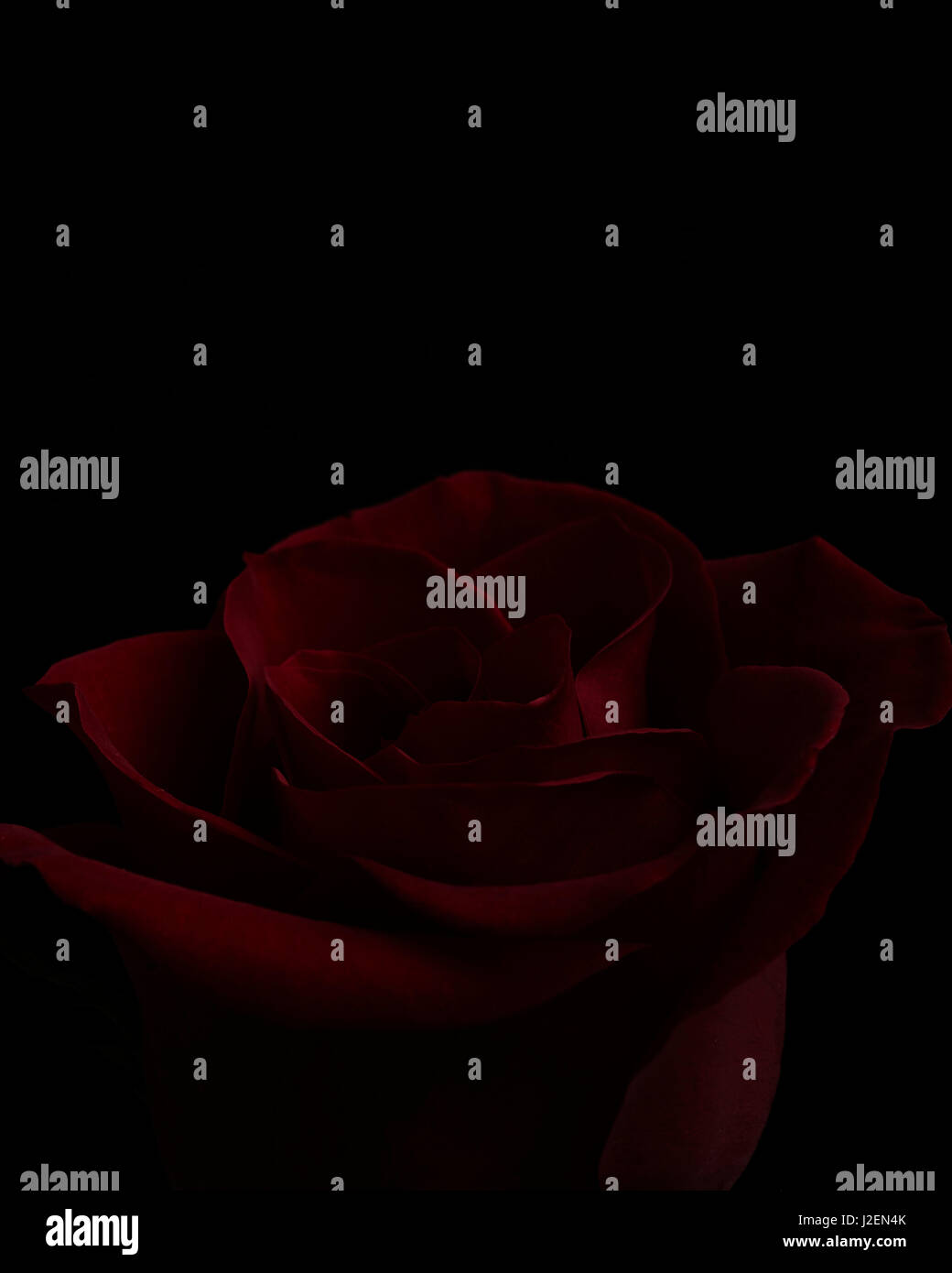 Red Rose su sfondo nero Foto Stock