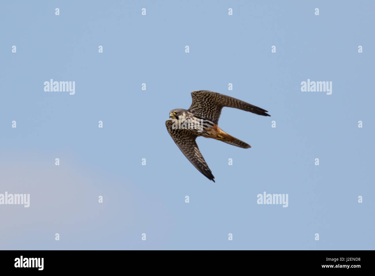 Eurasian Hobby falcon (Falco Subbuteo®) battenti, in volo contro il cielo blu Foto Stock