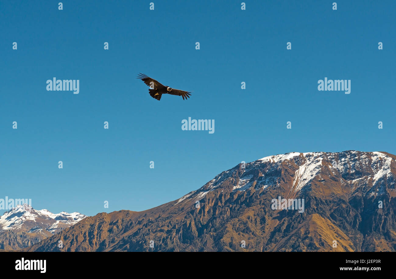Il condor delle Ande (vulture gryphus) volando sopra La Cruz del Condor nel Canyon del Colca nella regione di Arequipa in Perù. Foto Stock