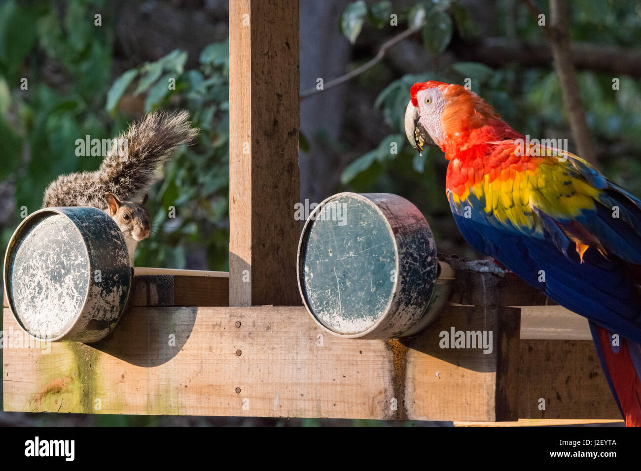 Uno scoiattolo tenta di mangiare i semi a sinistra per la scarlet macaws dai rangers a Copán Ruinas. Foto Stock