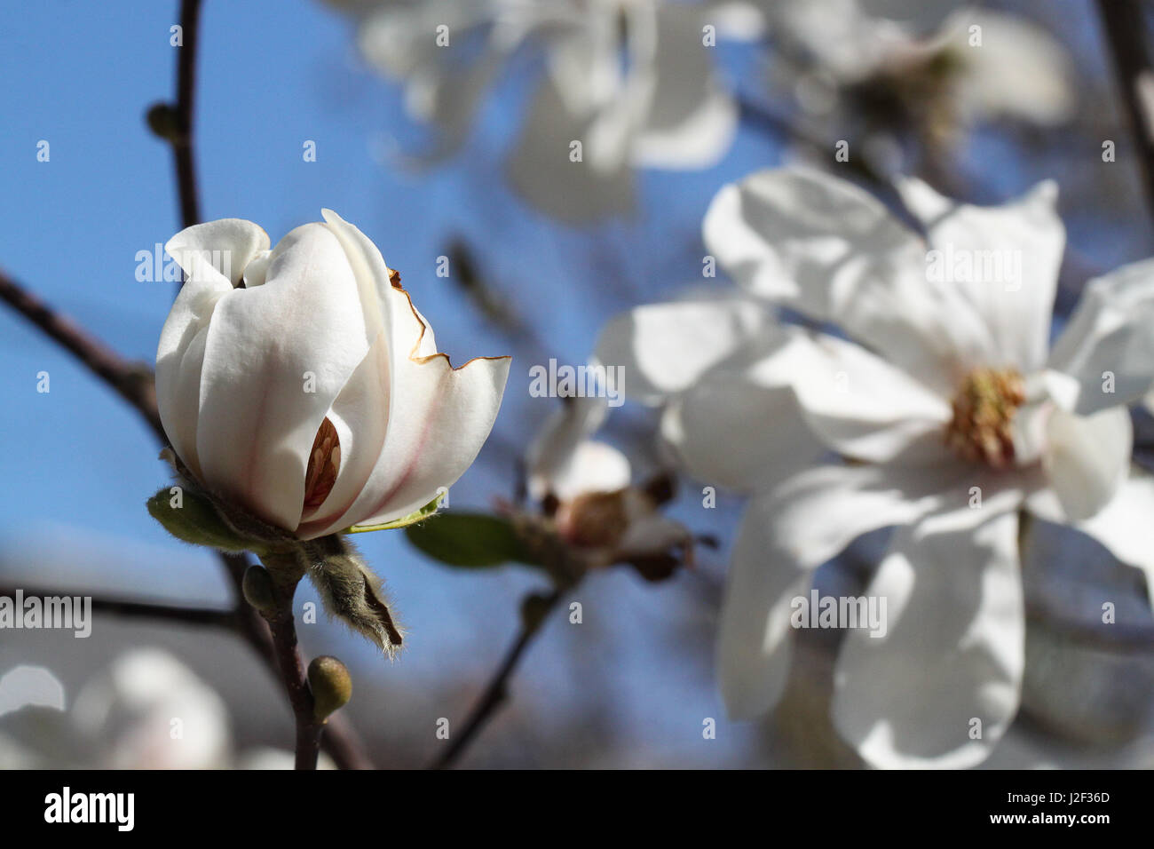 Fiore. Inizio magnolia fiorisce. I fiori bianchi a bud e dispiegata contrasto sono insieme. Foto Stock