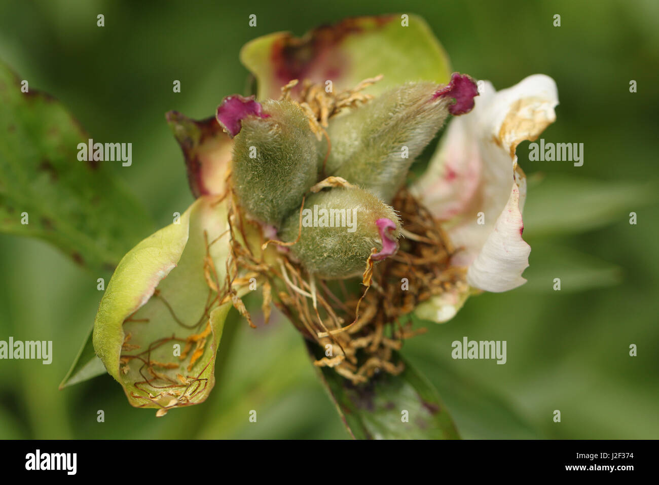 Peonia seme pod. Cialde univoco che somigliano a buffone di corte i cappelli segna la fine della fioritura per questo ex bloom. Foto Stock