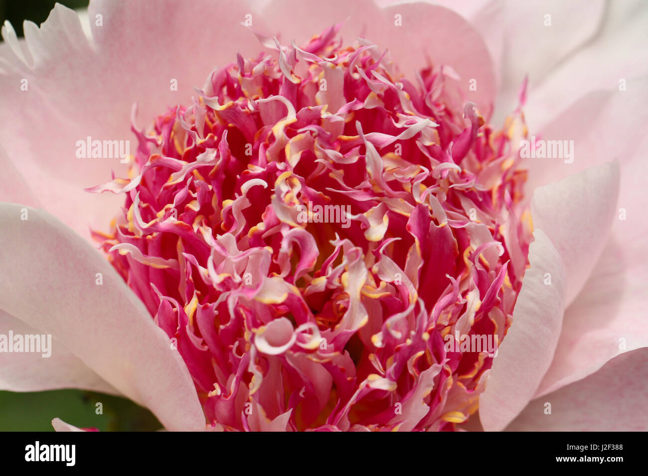 Dite peonia. Interessante e colorato di anemone come stame in rosa e bianco e la punta di giallo, sono circondati da splendidi morbidi petali di rosa. Foto Stock