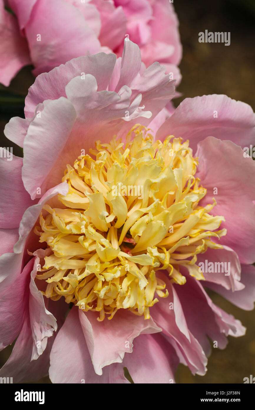 Peonia. Grandi e soffici setosa arrossire petali di rosa circondano un pallido giallo centro di fluffy staminodes su questo splendido fiore. Foto Stock