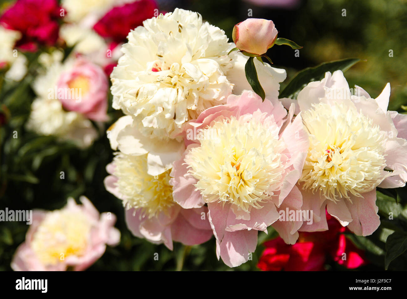 Eony in fiore. Grande rosa pallido peonie con soffici, giallo pallido centri anemone sono belli in un giardino tra rosa scuro blumi. Foto Stock